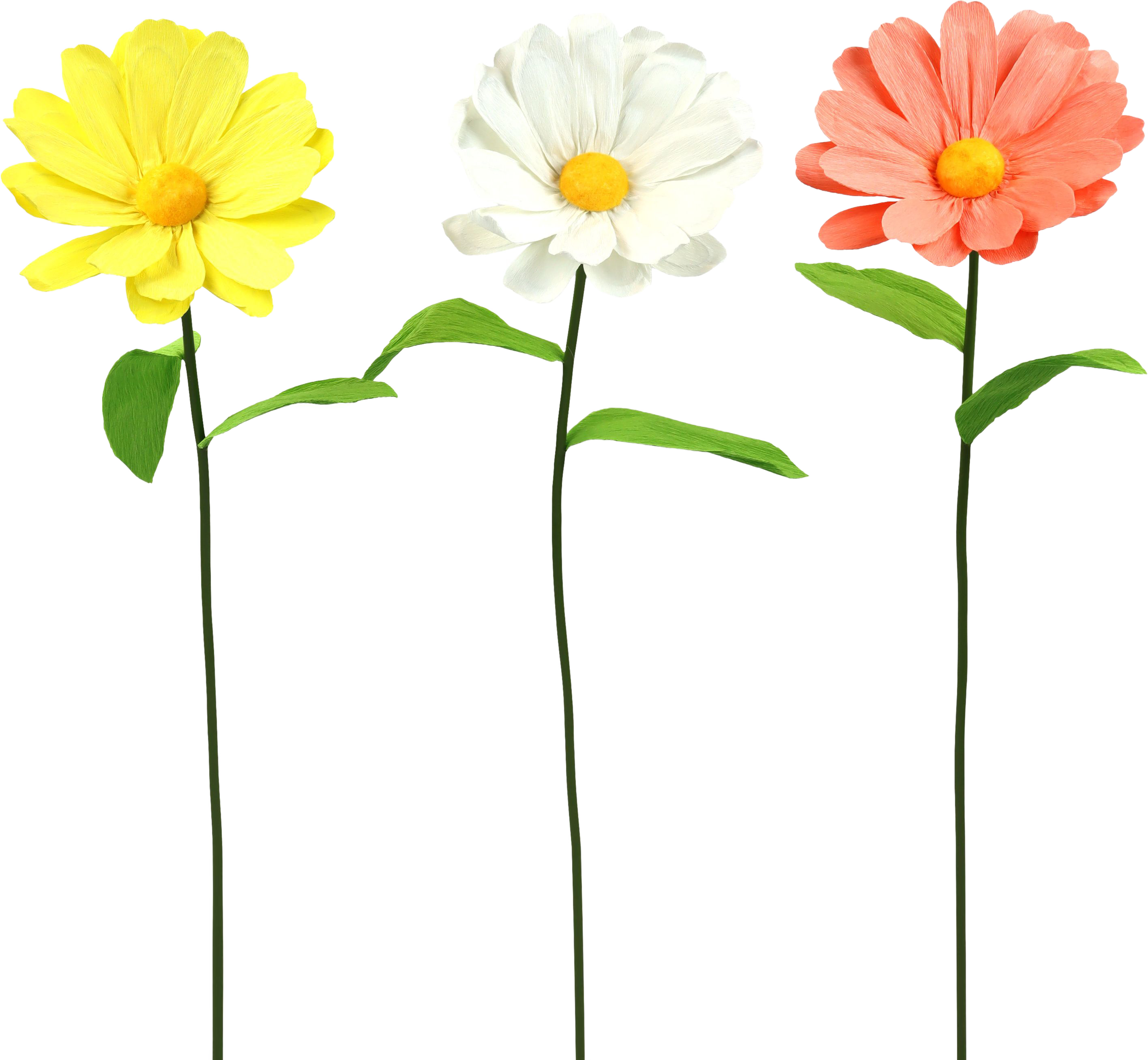 2014 BLUMENTRIO DAISY  S/3