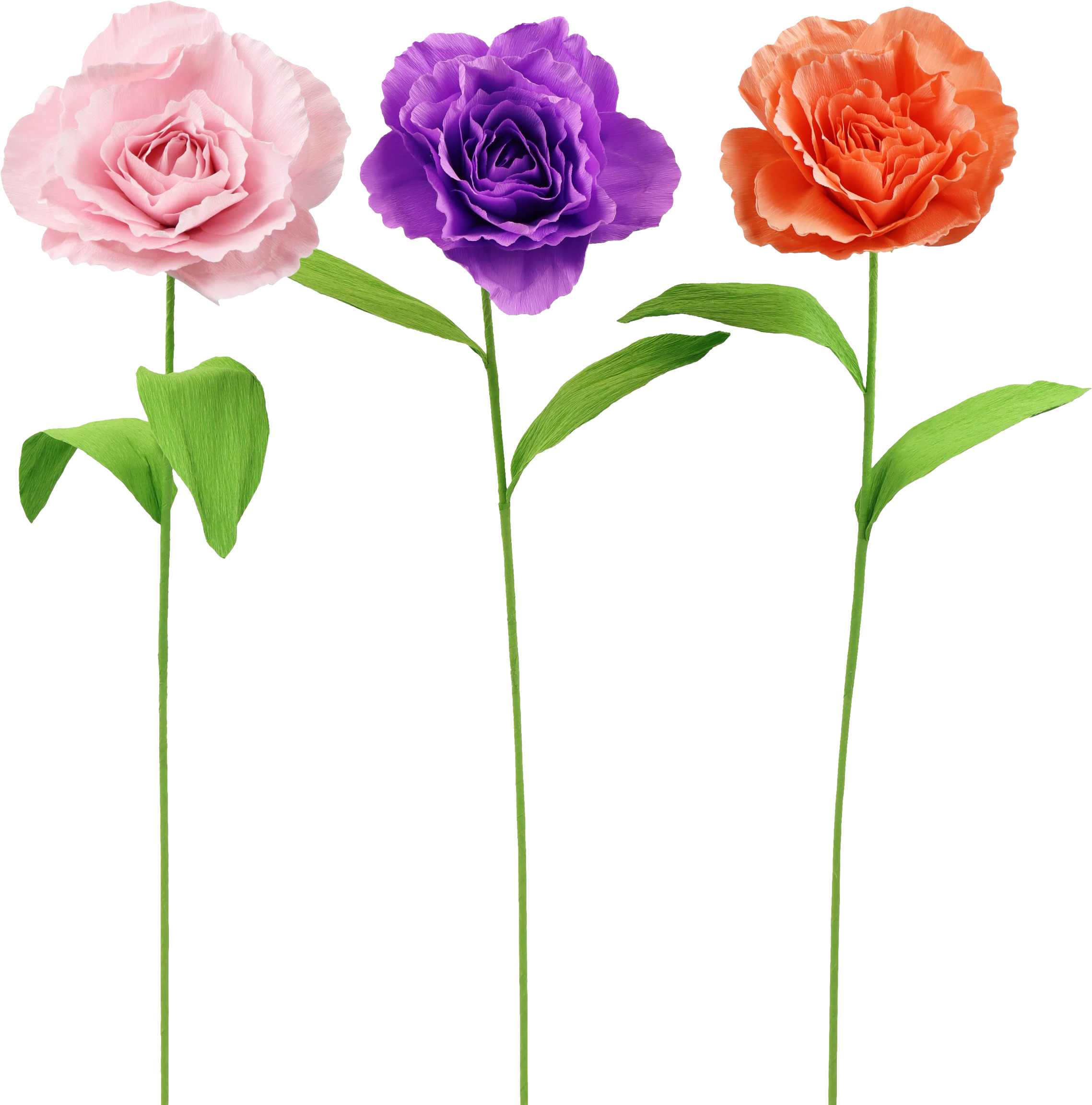 2019 BLUMENTRIO ROSY  S/3