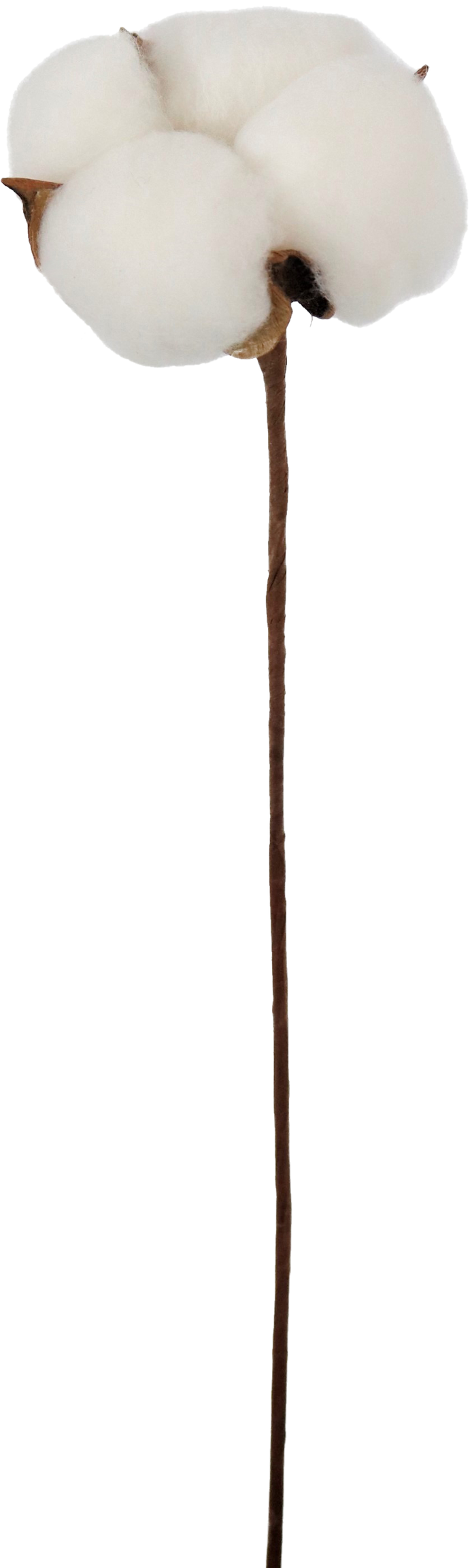 4617 STELO DECORATIVO  COTTON