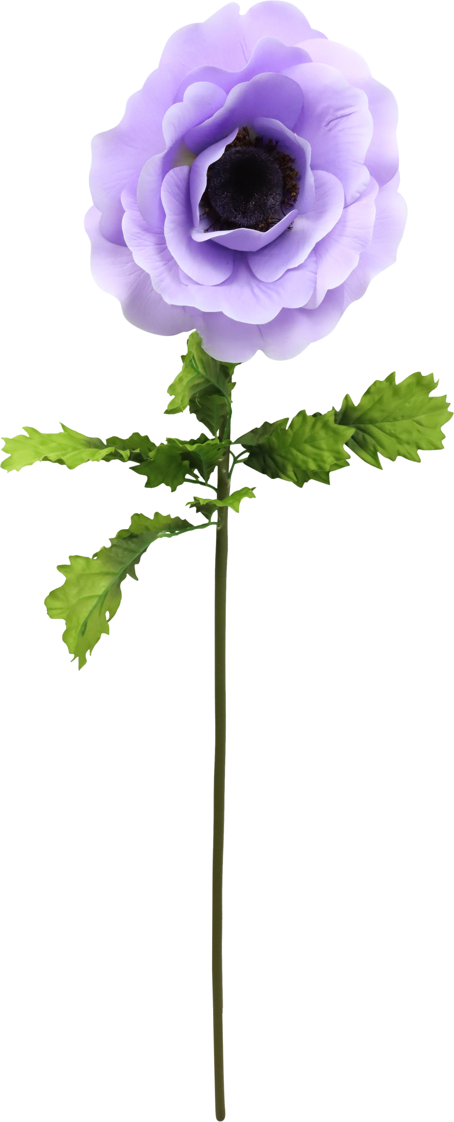 4777 GIANT FLOWER  ANEMONE