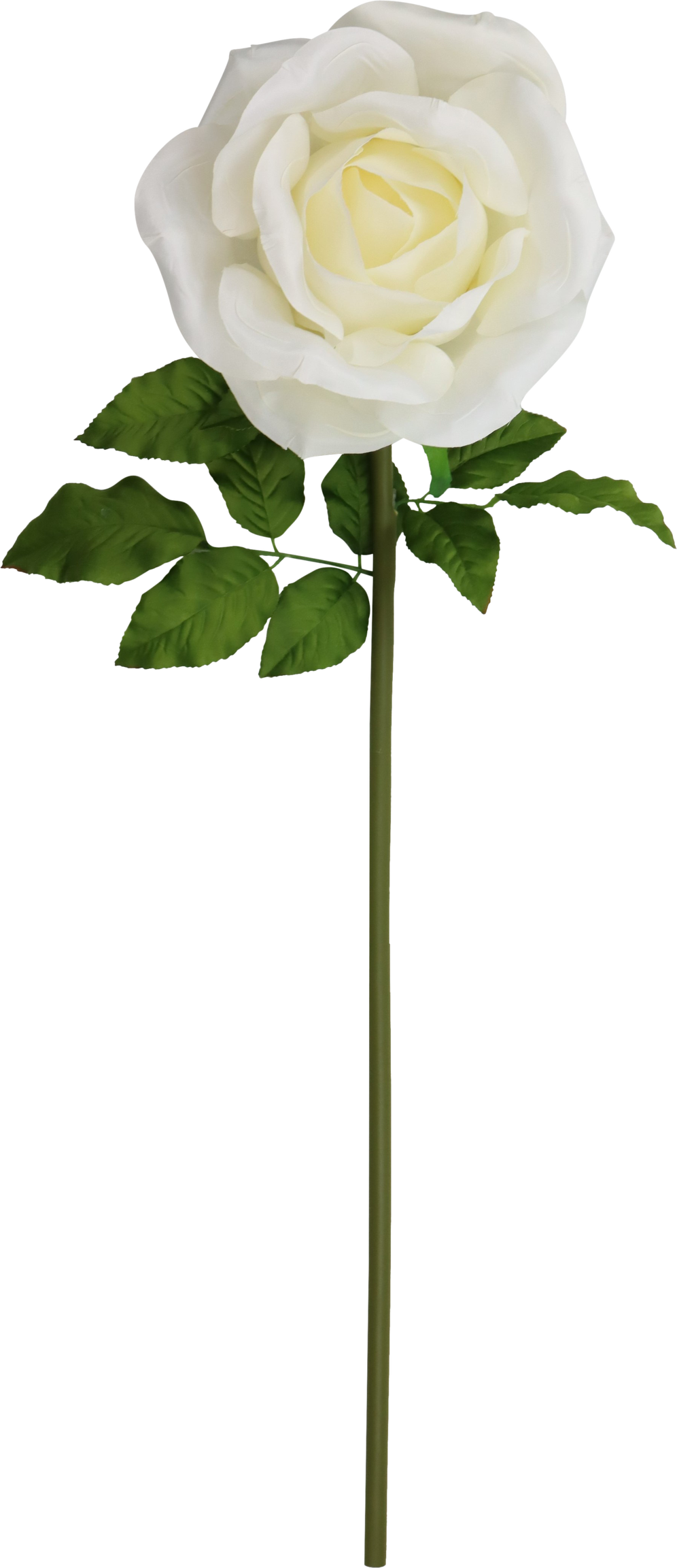 4929 GIANT FLOWER  ROSE