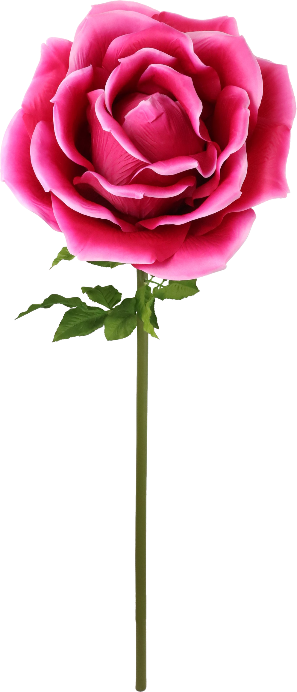 4975 GIANT FLOWER  ROSE