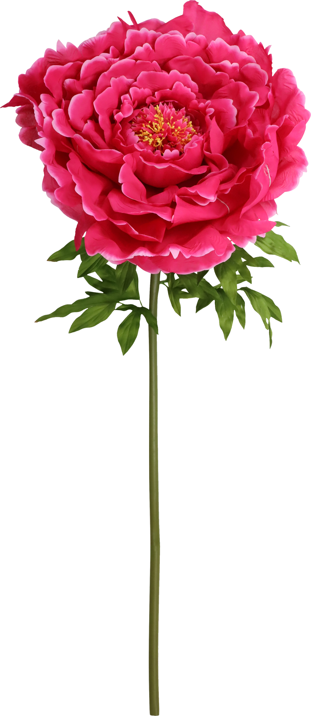 4990 GIANT FLOWER  ROSE