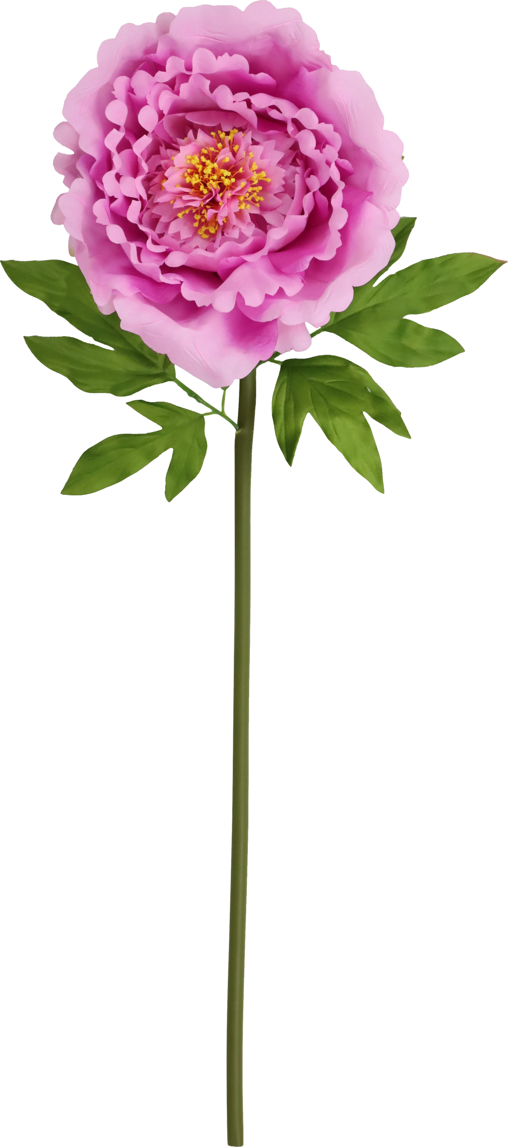 4993 GIANT FLOWER  ROSE