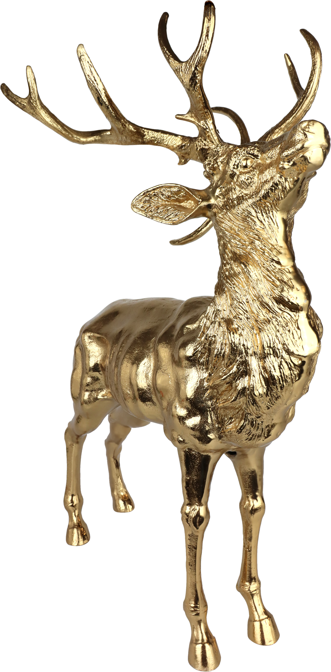 5069 CERVO GOLDEN MAJESTY