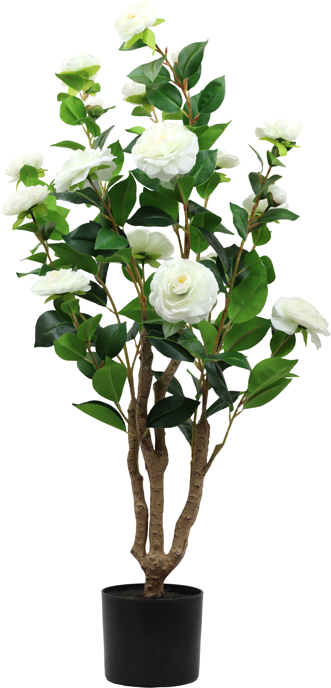 7297 TREE LA ROSA BELLA